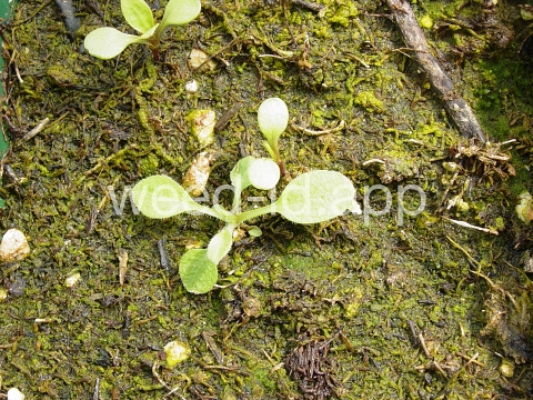 marshelder, annual